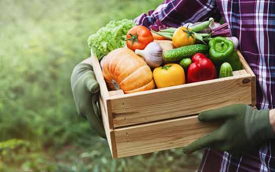 Take Your First Step to Freedom With This Easy, Grow-It-Yourself Approach to Food